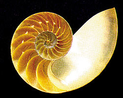 ślimak